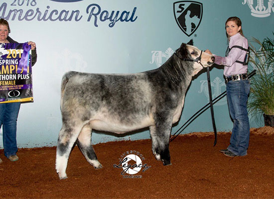 Champion Shorthorn Plus Calf Division, 2018 American Royal, Shown by Emily Cech