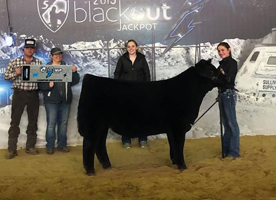 Champion Angus Steer, 2019 Blackout Jackpot Show, Shown by Sydney Vaughn