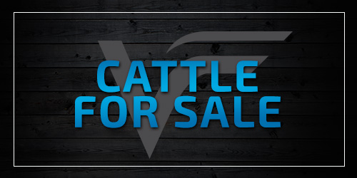 View Cattle For Sale